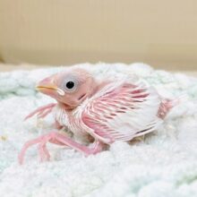 透明感あふれるピンクボディ💕白文鳥（ヒナ）