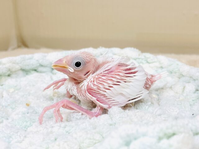 透明感あふれるピンクボディ💕白文鳥（ヒナ）