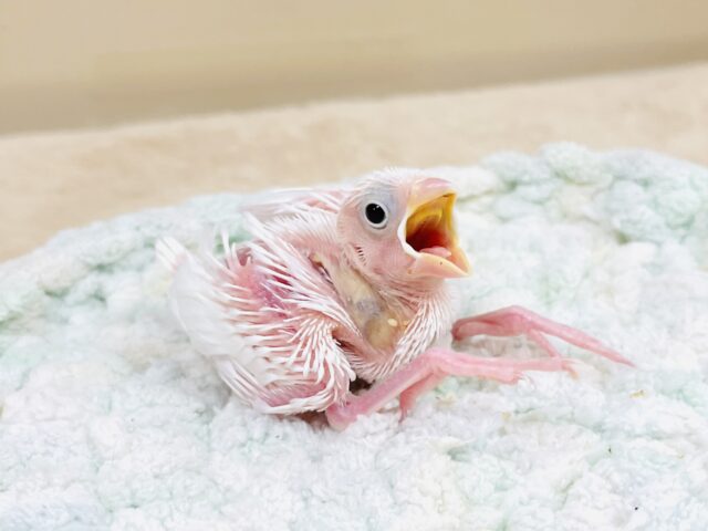 白文鳥