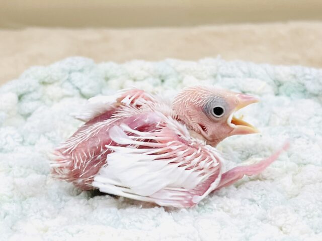 白文鳥