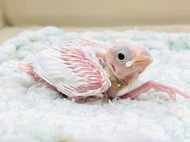 白文鳥