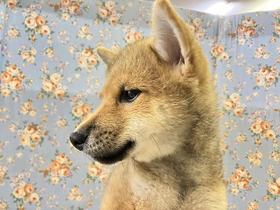 柴犬