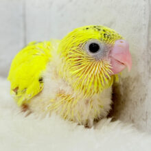 猪突猛進🐗💛元気っ子‪☆セキセイインコ(ハルクイン) ヒナ