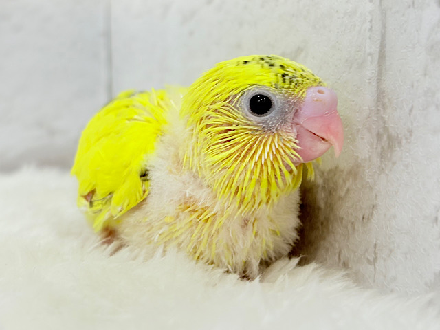 猪突猛進🐗💛元気っ子‪☆セキセイインコ(ハルクイン) ヒナ