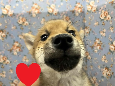 柴犬