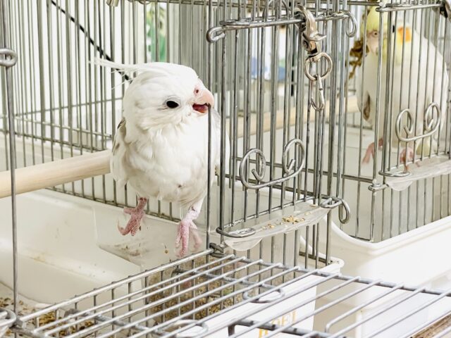 オカメインコ