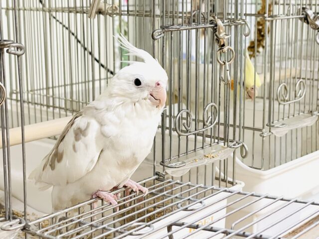 オカメインコ