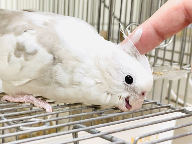 オカメインコ