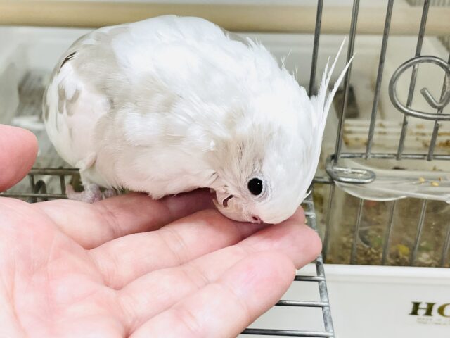 オカメインコ