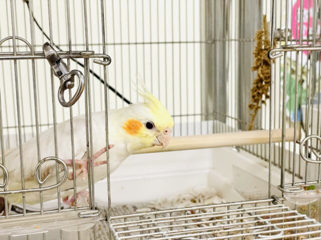 オカメインコ