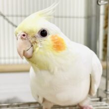 【最新画像】オレンジほっぺのラブリーオカメちゃん🧡オカメインコ（ルチノー）ヒナ