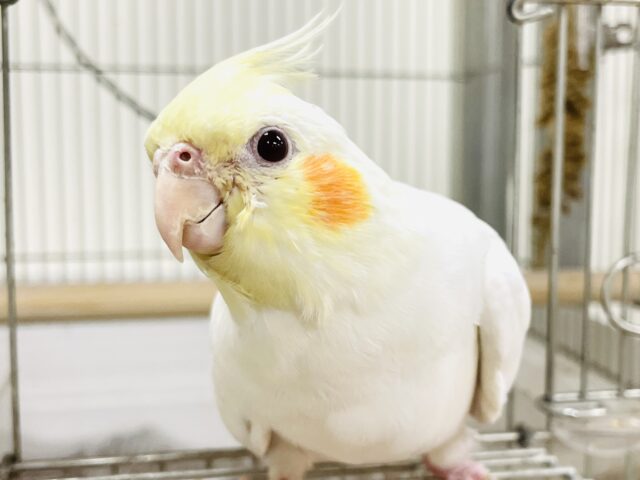 【最新画像】オレンジほっぺのラブリーオカメちゃん🧡オカメインコ（ルチノー）ヒナ