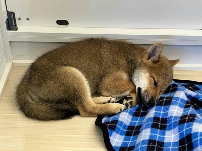 柴犬