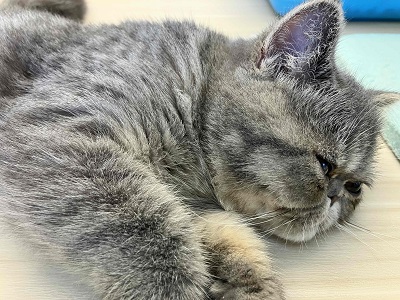 エキゾチック