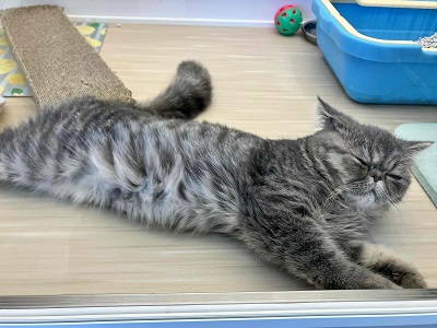 エキゾチック