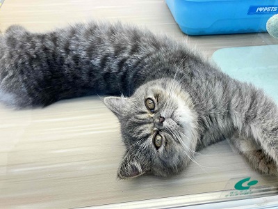 エキゾチック