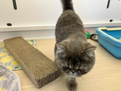 エキゾチック