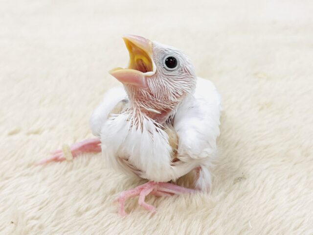 【最新画像】透明感あふれるピンクボディ💕白文鳥(ヒナ) 白文鳥