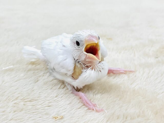 【最新画像】透明感あふれるピンクボディ💕白文鳥(ヒナ) 白文鳥