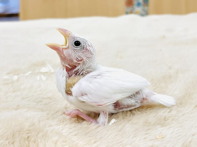 【最新画像】透明感あふれるピンクボディ💕白文鳥(ヒナ) 白文鳥