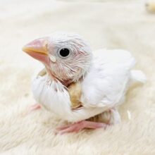 【最新画像】透明感あふれるピンクボディ💕白文鳥（ヒナ）