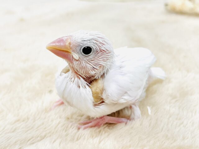 【最新画像】透明感あふれるピンクボディ💕白文鳥(ヒナ) 【最新画像】透明感あふれるピンクボディ💕白文鳥(ヒナ)