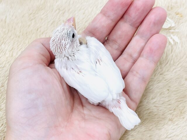 【最新画像】透明感あふれるピンクボディ💕白文鳥(ヒナ) 白文鳥