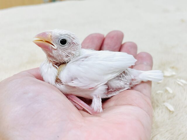 【最新画像】透明感あふれるピンクボディ💕白文鳥(ヒナ) 白文鳥