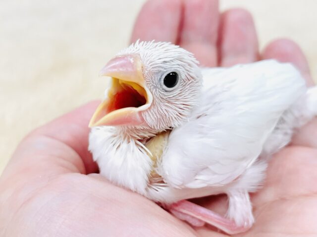 【最新画像】透明感あふれるピンクボディ💕白文鳥(ヒナ) 白文鳥