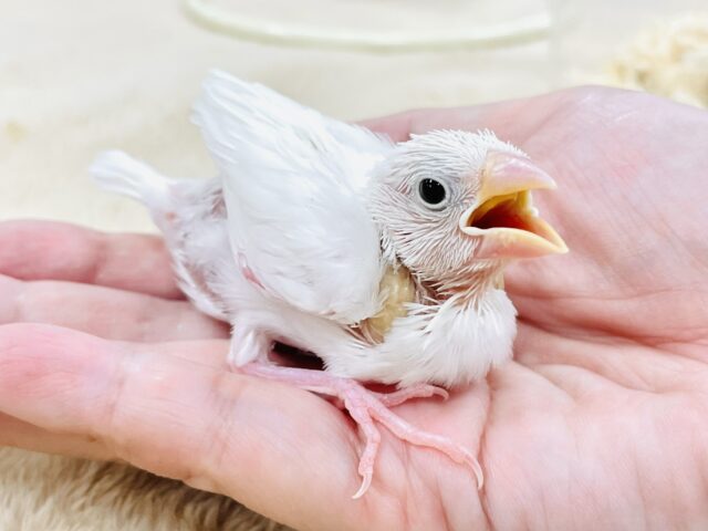 【最新画像】透明感あふれるピンクボディ💕白文鳥(ヒナ) 白文鳥