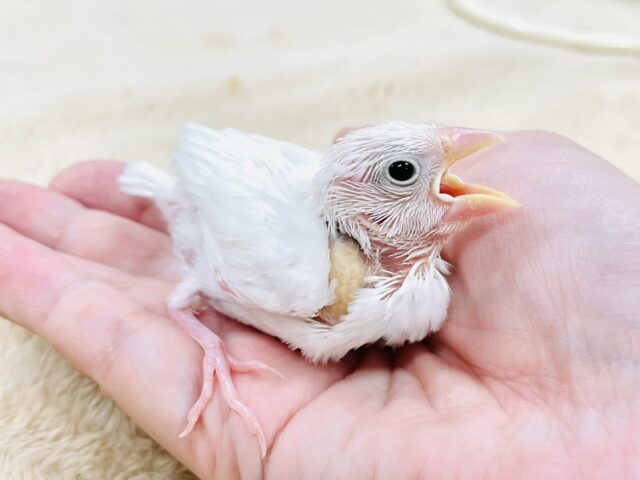 【最新画像】透明感あふれるピンクボディ💕白文鳥(ヒナ) 白文鳥