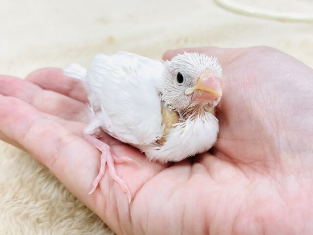 【最新画像】透明感あふれるピンクボディ💕白文鳥(ヒナ) 白文鳥
