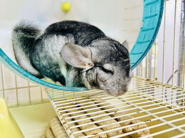 チンチラ