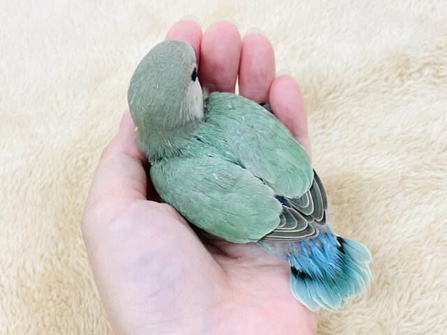コザクラインコ（小桜インコ）