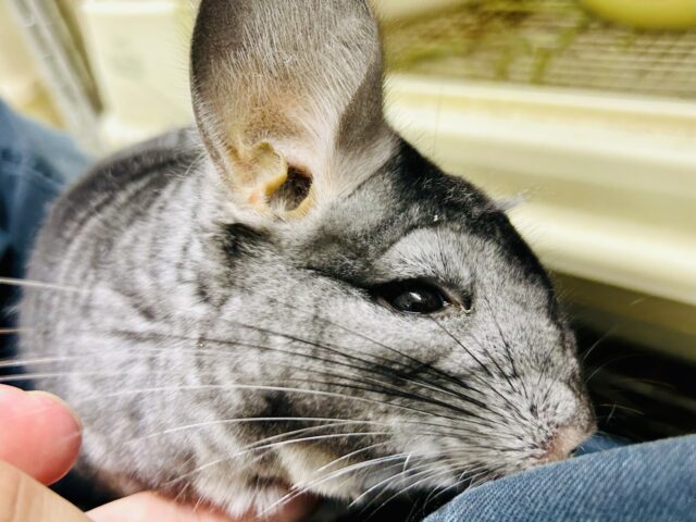 チンチラ