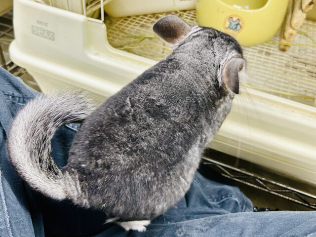 チンチラ