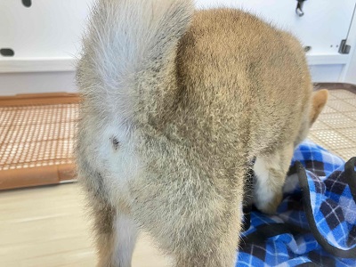 柴犬