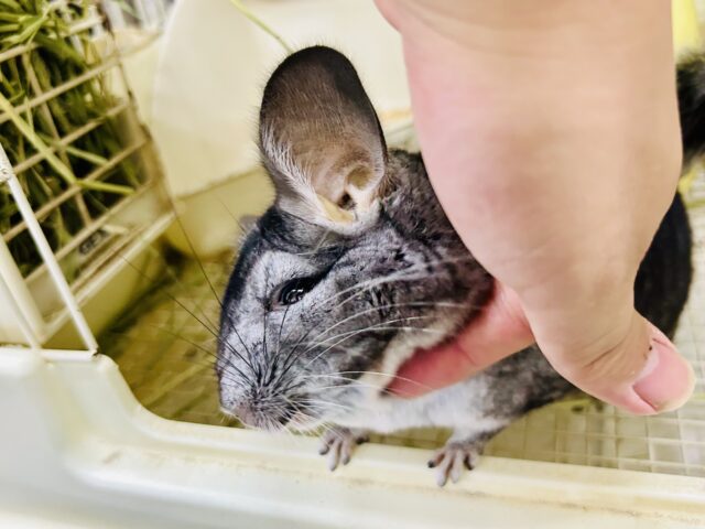 チンチラ