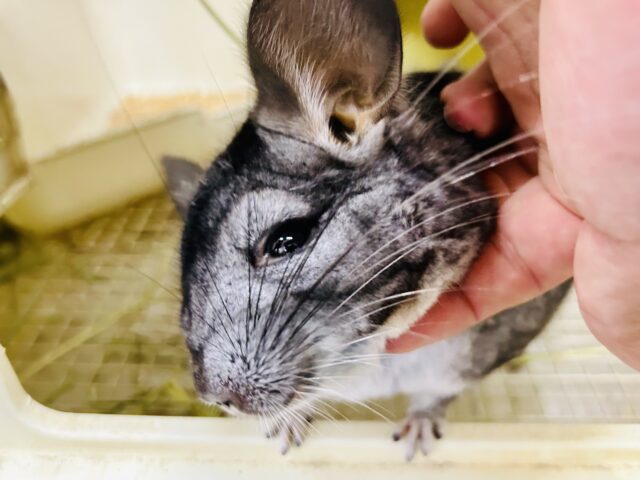 チンチラ