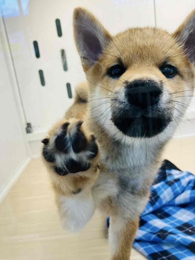 柴犬