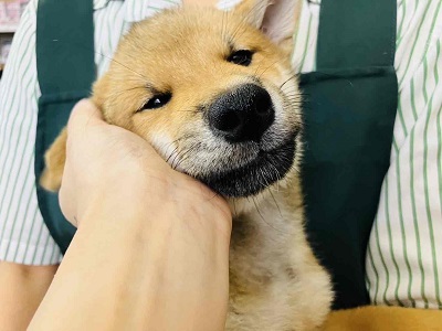 柴犬