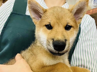 柴犬