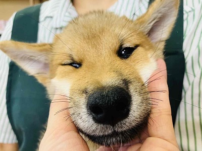 柴犬