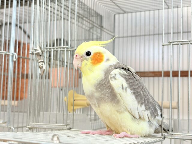 オカメインコ