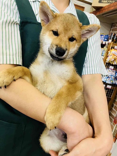 柴犬