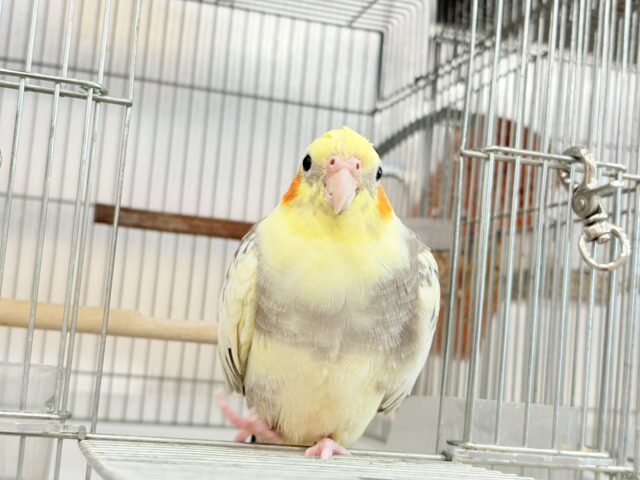 オカメインコ