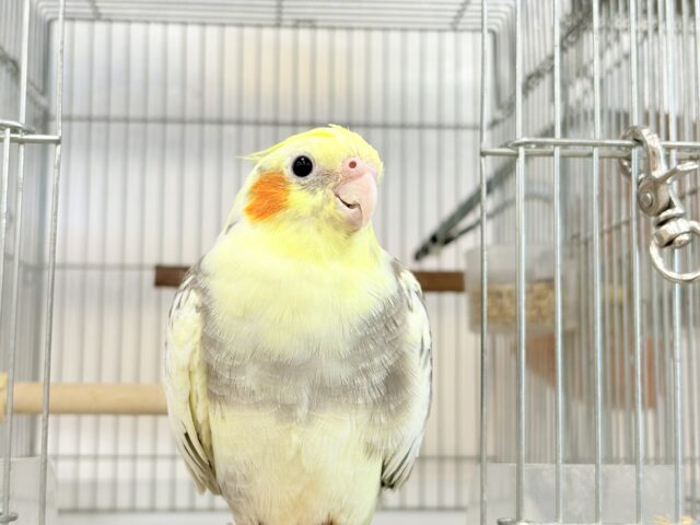 オカメインコ