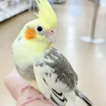 のほほん♪マイペースにいこう〜🐥🫧オカメインコ(パイド)