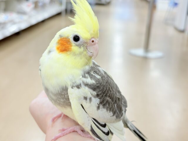 のほほん♪マイペースにいこう〜🐥🫧オカメインコ(パイド)