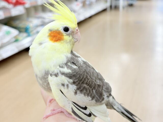 オカメインコ